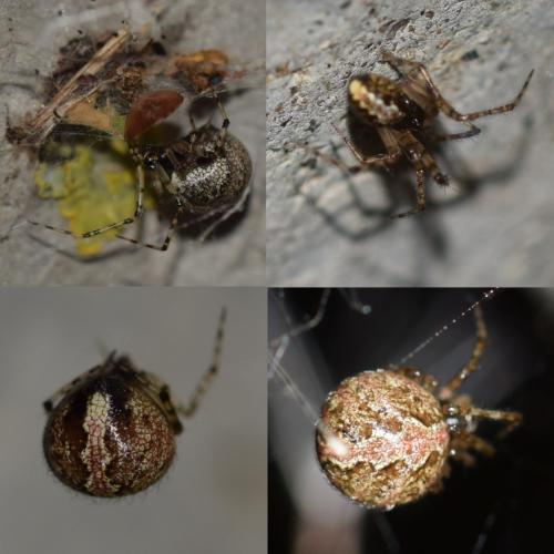 Réf. 357 061 : Theridion sp.